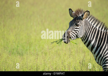 Crawshays-Zebra (Equus Quagga Crawshayi), South Luangwa Nationalpark, Sambia, Afrika Stockfoto