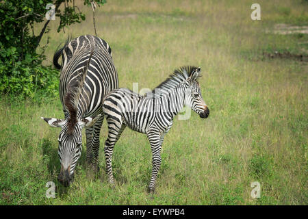 Crawshays Zebra Mutter und Fohlen (Equus Quagga Crawshayi), South Luangwa-Nationalpark, Sambia, Afrika Stockfoto