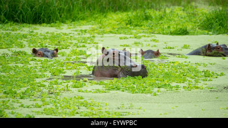 Nilpferd (Flusspferde) schwelgen in Hippo Pool, South Luangwa Nationalpark, Sambia, Afrika Stockfoto