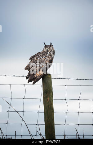 Indische Uhus (Bubo Bengalensis), Herefordshire, England, Vereinigtes Königreich, Europa Stockfoto