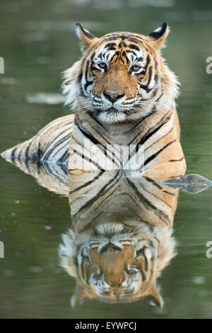 Ustaad, T24, Royal Bengal Tiger (Tigris Tigris), Ranthambhore, Rajasthan, Indien, Asien Stockfoto