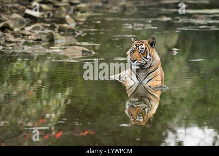 Ustaad, T24, Royal Bengal Tiger (Tigris Tigris), Ranthambhore, Rajasthan, Indien, Asien Stockfoto