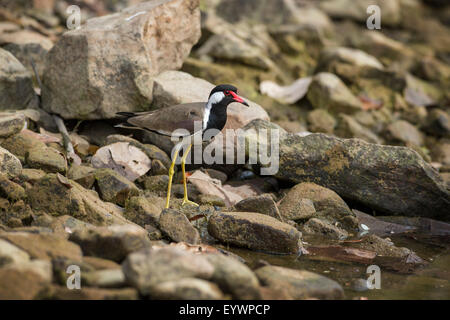 Rot Flecht-Kiebitz (Vanellus Indicus), Ranthambhore, Rajasthan, Indien, Asien Stockfoto