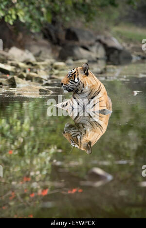 Ustaad, T24, Royal Bengal Tiger (Tigris Tigris), Ranthambhore, Rajasthan, Indien, Asien Stockfoto