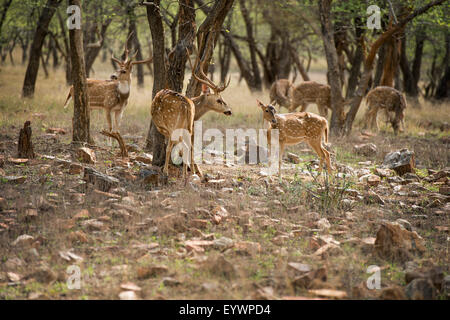 Hirsch (Cheetal) (chital Rotwild) entdeckt (Axishirsche) (Achse-Achse), Ranthambhore, Rajasthan, Indien, Asien Stockfoto