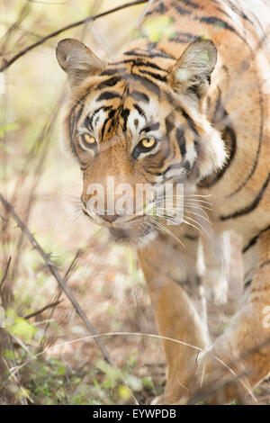 Krishna, T19, Royal Bengal Tiger (Tigris Tigris), Ranthambhore, Rajasthan, Indien, Asien Stockfoto