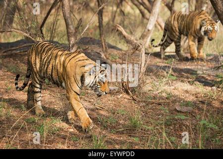 Royal Bengal Tiger (Tigris Tigris) jungen, Ranthambhore, Rajasthan, Indien, Asien Stockfoto