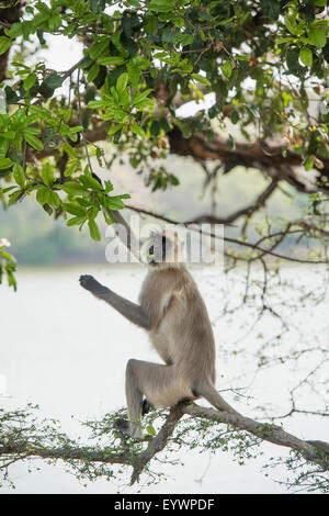 Languren (Hanuman Languren) grau (Languren Affen) (Semnopithecus Entellus), Ranthambhore, Rajasthan, Indien, Asien Stockfoto