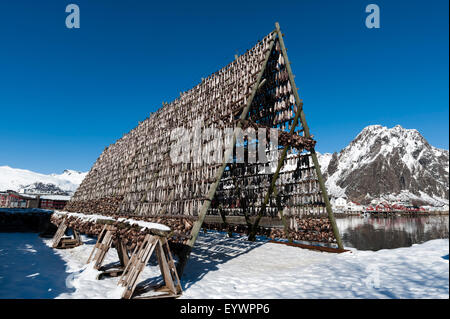 Kabeljau, Trocknung, Svolvaer, Lofoten-Inseln, Nordland, Arktis, Norwegen, Skandinavien, Europa Stockfoto