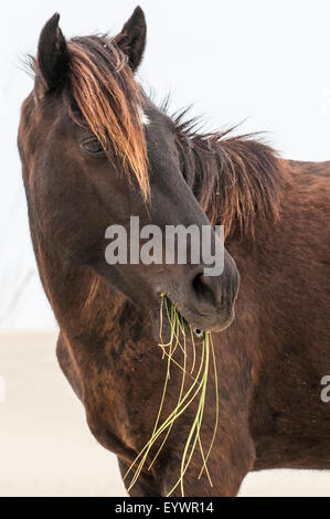 Wilder Mustang (Equus Ferus Caballus) in Currituck National Wildlife Refuge, Corolla, Outer Banks, North Carolina, USA Stockfoto