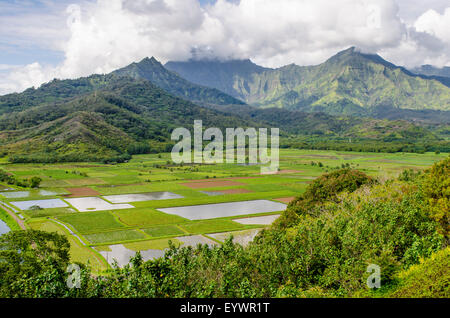 Taro-Felder in Hanalei National Wildlife Refuge, Hanalei Valley, Kauai, Hawaii, Vereinigte Staaten von Amerika, Pazifik Stockfoto