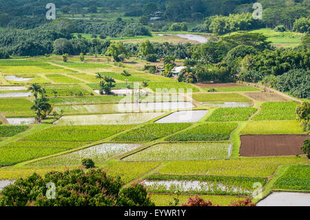 Taro-Felder in Hanalei National Wildlife Refuge, Hanalei Valley, Kauai, Hawaii, Vereinigte Staaten von Amerika, Pazifik Stockfoto