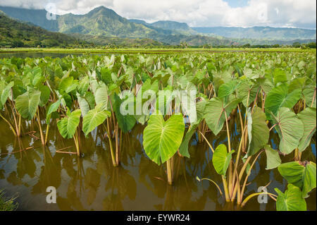 Taro-Felder in Hanalei National Wildlife Refuge, Hanalei Valley, Kauai, Hawaii, Vereinigte Staaten von Amerika, Pazifik Stockfoto