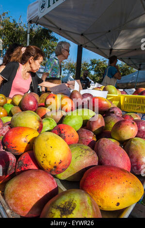 Frische Mangos in der Agrar-Samstag Markt, Honolulu, Oahu, Hawaii, Vereinigte Staaten von Amerika, Pazifik Stockfoto