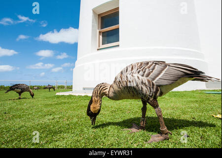 Hawaiianische Gans (Branta Sandvicensis), historische Kilauea Lighthouse, Kilauea Point National Wildlife Refuge, Kauai, Hawaii, USA Stockfoto