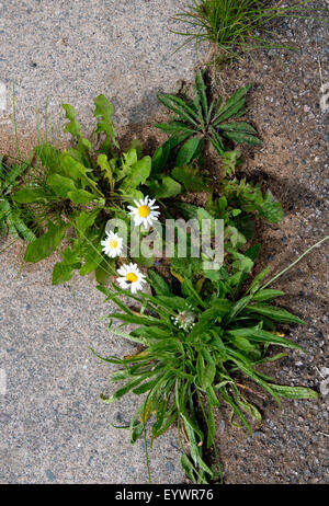 Unkraut wächst in ebnet Risse, Warwickshire, UK Stockfoto