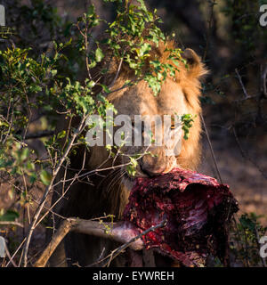 Männlichen afrikanischen Löwen mit frischen Nyala Kadaver in einem Wildreservat in KwaZulu Natal, Südafrika Stockfoto