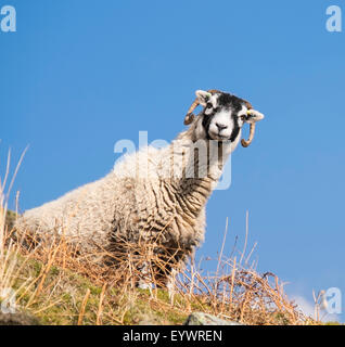 Nahaufnahme von den traditionellen schwarzen konfrontiert Swaledale Schafen überall in den Yorkshire Dales, Yorkshire, England, Vereinigtes Königreich Stockfoto