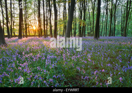 Bluebell Holz, Stow-on-the-Wold, Cotswolds, Gloucestershire, England, Vereinigtes Königreich, Europa Stockfoto