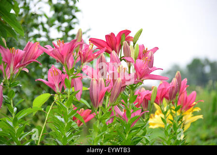 Lilien in einem Wassertropfen nach Regen Stockfoto