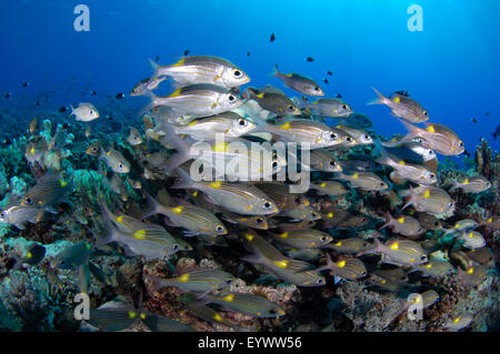 Schulzeit Großaugenthun Brassen, Gnathodentex Aureolineatus, schwebt über einem Korallenriff, Layang Layang Island, Malaysia Stockfoto