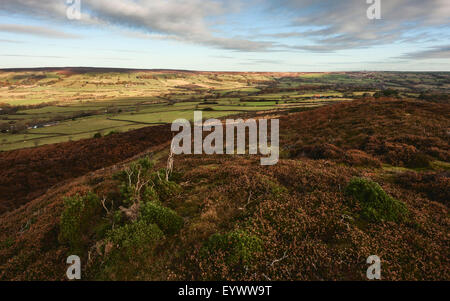 Glaisdale, Yorkshire, Großbritannien. North York Moors mit Blick auf Fryup Dale und Heidekraut blühen im Herbst auf eine klare Morgendämmerung. Stockfoto