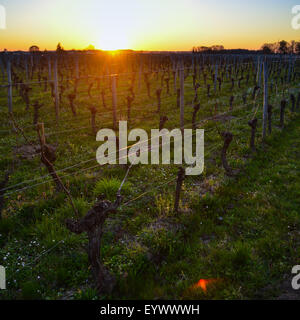 Reben im Winter in Pomerol-View Weinberg bei Sonnenuntergang. Stockfoto