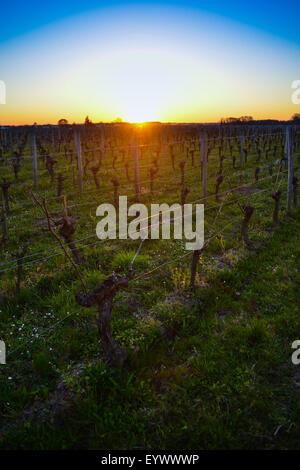 Reben im Winter in Pomerol-View Weinberg bei Sonnenuntergang. Stockfoto