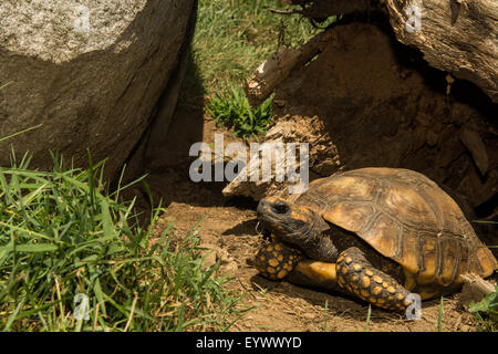 Red-footed Schildkröte Stockfoto