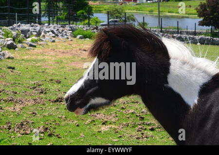 Pferd Stockfoto