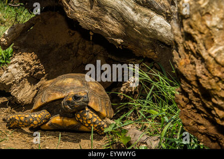 Red-footed Schildkröte Stockfoto