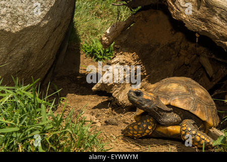 Red-footed Schildkröte Stockfoto