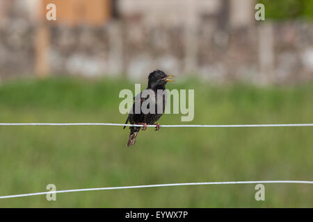 Starling (Sternus Vulgaris).  Auf Französisch "Etourneau Sanssonnet"; "Sansonnet", aus dem französischen übersetzt; Was bedeutet "ohne Titel". Stockfoto