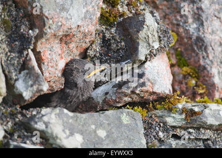 Starling (Sternus Vulgaris). Junge, 22 Tage alt, warten auf ein Elternteil zu essen, der Verschachtelung Bohrung in einer Steinmauer zu liefern. Stockfoto