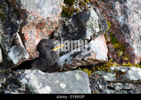 Starling (Sternus Vulgaris). Junge, 22 Tage alt, warten auf ein Elternteil zu essen, der Verschachtelung Bohrung in einer Steinmauer zu liefern. Stockfoto