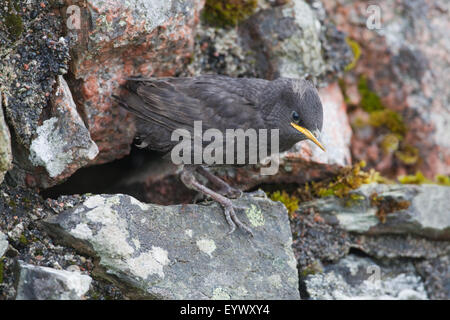 Starling (Sternus Vulgaris). Junge, 22 Tage alt, warten auf ein Elternteil zu essen, der Verschachtelung Bohrung in einer Steinmauer zu liefern. Stockfoto