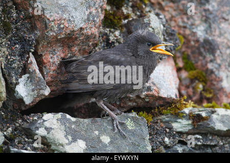 Starling (Sternus Vulgaris). Junge, 22 Tage alt, warten auf ein Elternteil zu essen, der Verschachtelung Bohrung in einer Steinmauer zu liefern. Stockfoto