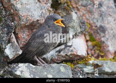 Starling (Sternus Vulgaris). Junge, 22 Tage alt, warten auf ein Elternteil zu essen, der Verschachtelung Bohrung in einer Steinmauer zu liefern. Stockfoto