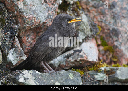 Starling (Sternus Vulgaris). Junge, 22 Tage alt, warten auf ein Elternteil zu essen, der Verschachtelung Bohrung in einer Steinmauer zu liefern. Stockfoto