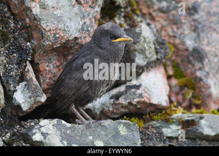 Starling (Sternus Vulgaris). Junge, 22 Tage alt, warten auf ein Elternteil zu essen, der Verschachtelung Bohrung in einer Steinmauer zu liefern. Stockfoto