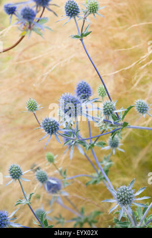 Eryngium X tripartitum. Dreigliedrigen Eryngo / Meer Holly und Federgras Stockfoto