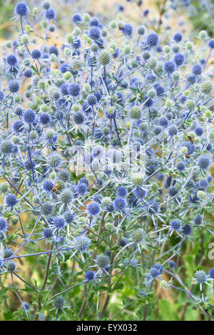 Eryngium X tripartitum. Dreigliedrigen Eryngo / Meer Holly Stockfoto