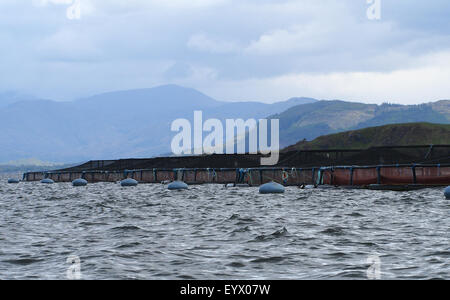 Fischzucht in der Nordsee in der Nähe von Loch Linnhie, zwischen Oban und die Isle of Mull im Norden westlich von Schottland, Großbritannien. Stockfoto