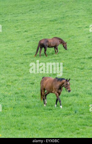 Vollblut-Pferde auf einer Pferdefarm in der Bluegrass-Region von Kentucky USA Stockfoto