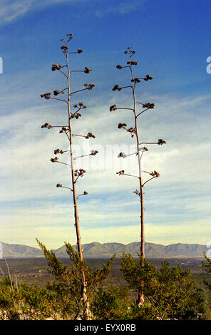 Baum im Boot Hill Friedhof arizona Stockfoto