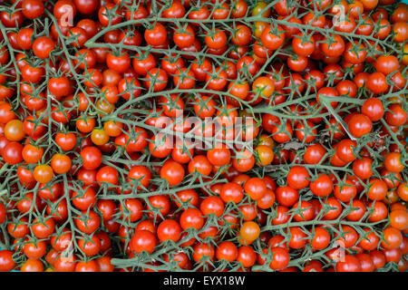 Britische Tomaten angebaut in riesigen Gewächshäusern in Worcestershire-Landschaft. Stockfoto