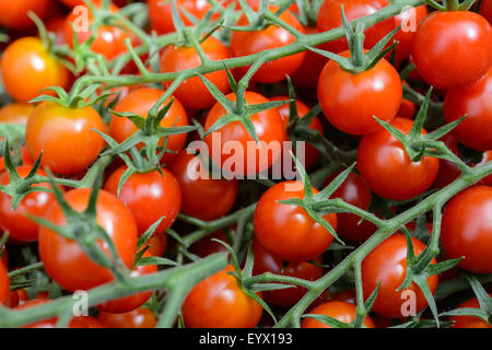 Britische Tomaten angebaut in riesigen Gewächshäusern in Worcestershire-Landschaft. Stockfoto