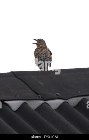 Singdrossel (Turdus Philomelos). Gesang von einem Dach. Stockfoto