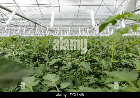 Britische Tomaten angebaut in riesigen Gewächshäusern in Worcestershire-Landschaft. Stockfoto