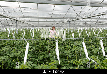 Britische Tomaten angebaut in riesigen Gewächshäusern in Worcestershire-Landschaft. Stockfoto